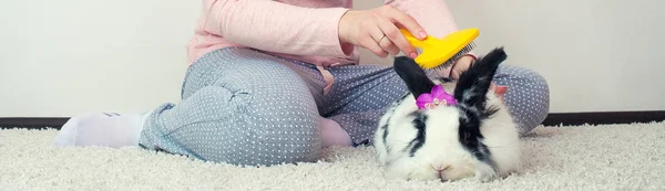 Una Joven Está Peinando Conejo Hermosas Mascotas —  Fotos de Stock