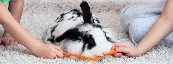 Dos Hermanos Alimentan Amado Conejo Con Una Zanahoria — Foto de Stock