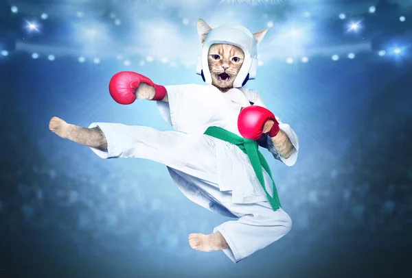Rode Karate Kat Kattensporter Een Kimono Helm Handschoenen — Stockfoto