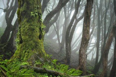 Asya derin yağmur ormanları