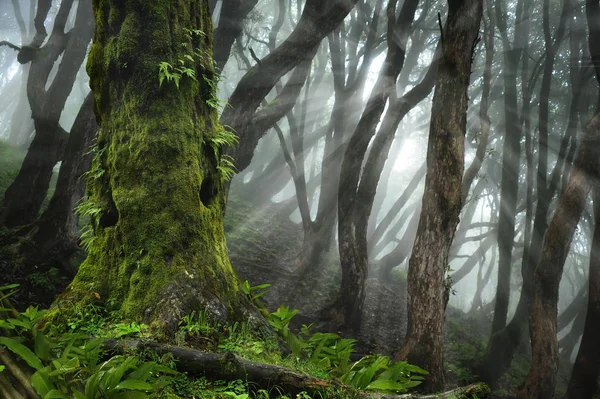 Asian deep rain forest — Stock Photo, Image