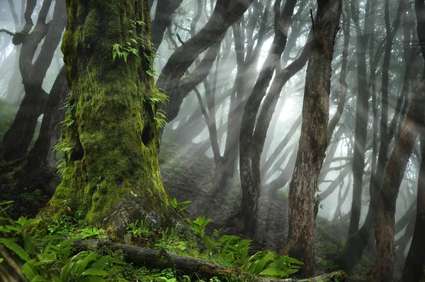 Asiática profunda selva tropical — Foto de Stock