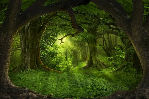 Asian deep rain forest