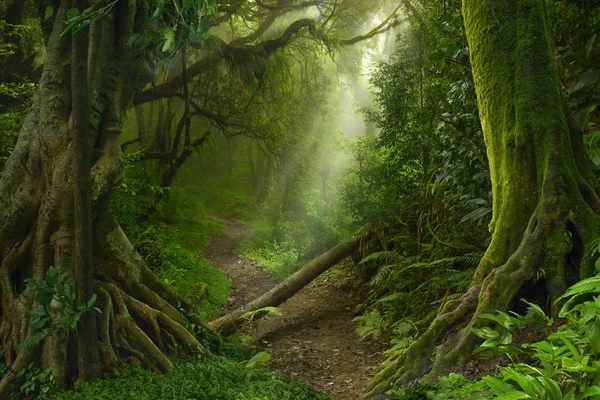 Asian deep rain forest