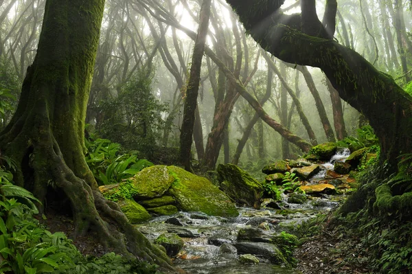 Asiatiska djupa regnskogen — Stockfoto