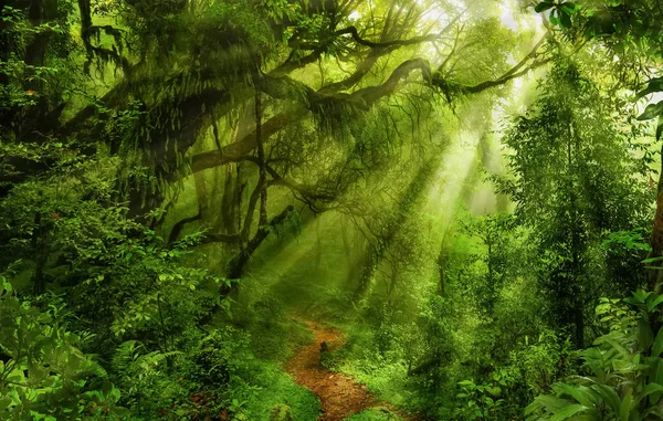 Asian deep rain forest — Stock Photo, Image