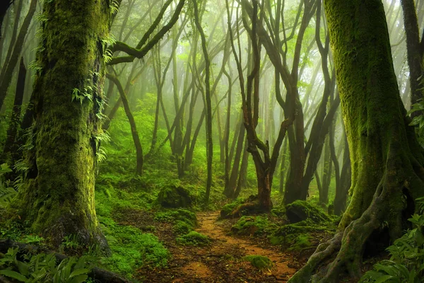 Asian deep rain forest