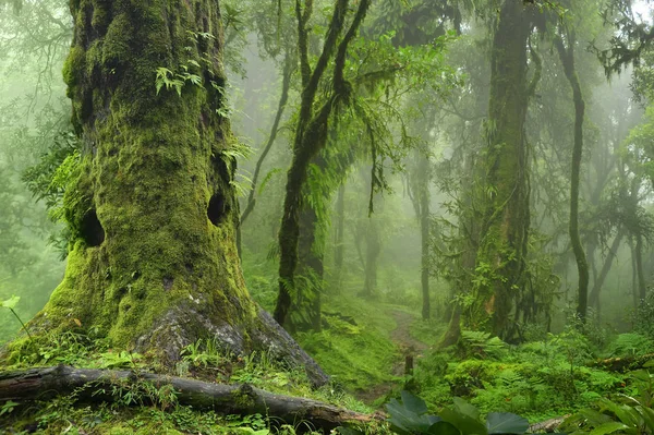 Asiático floresta tropical profunda — Fotografia de Stock