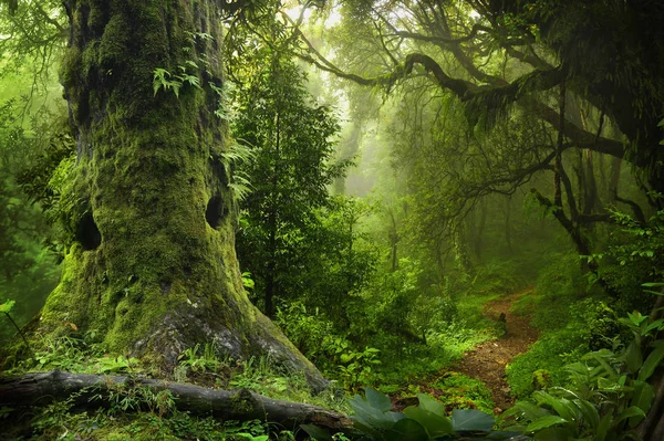 Ασιατικό βαθιά τροπικό δάσος — Φωτογραφία Αρχείου