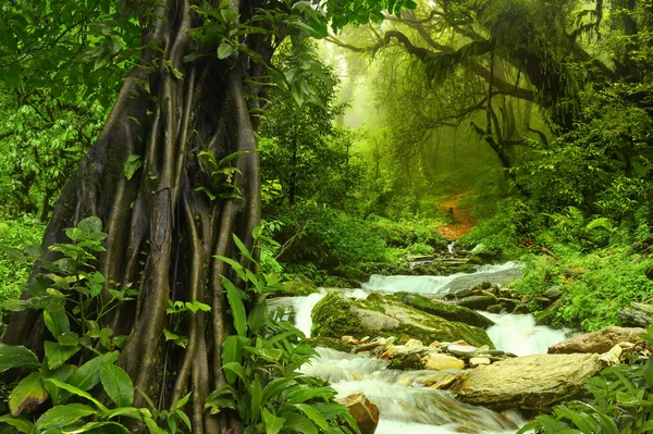 Asian deep rain forest — Stock Photo, Image