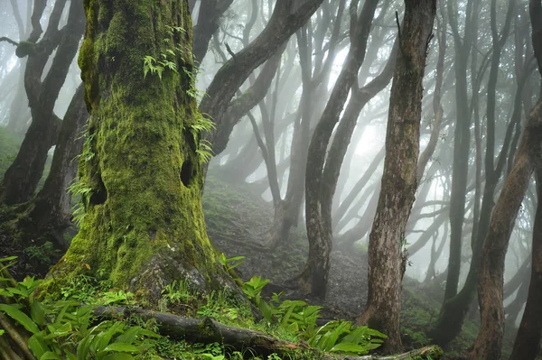 Asian deep rain forest