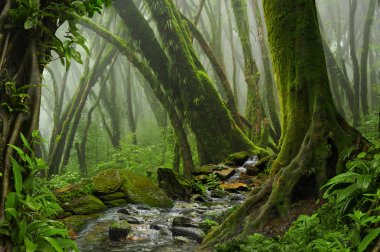 Derin tropikal ormanlarda Güneydoğu Asya'nın Ağustos