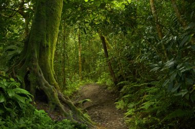 Güneydoğu Asya'nın derin orman