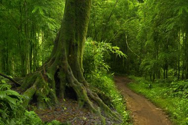 Güneydoğu Asya'nın derin orman