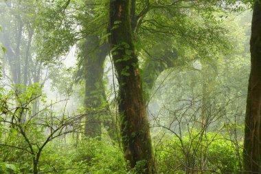 Güneydoğu Asya'nın derin orman