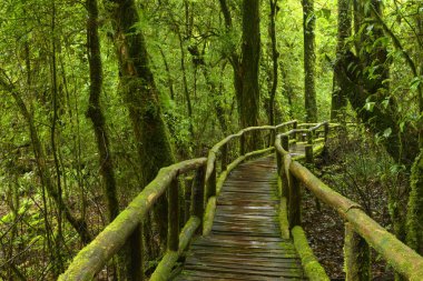 Güneydoğu Asya'nın derin orman