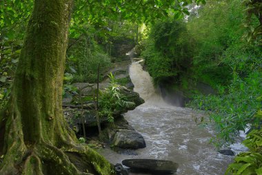 Güneydoğu Asya'nın derin orman