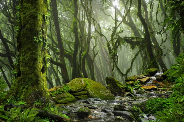 8 月の東南アジアの深い熱帯ジャングル — ストック写真