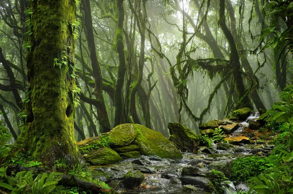 Jungles tropicales profondes de l'Asie du Sud-Est en août — Photo