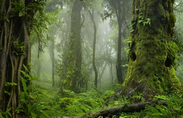 Глубокие тропические джунгли Юго-Восточной Азии в августе — стоковое фото