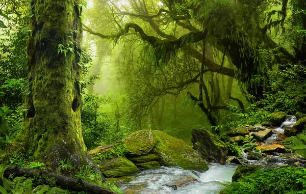 Deep tropical jungles of Southeast Asia in august — Stock Photo, Image