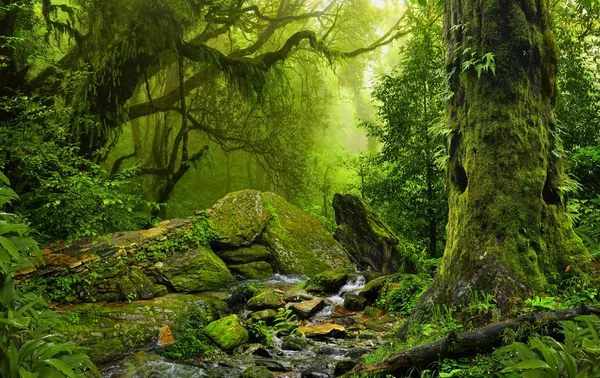 Diep tropische jungles van Zuidoost-Azië in augustus — Stockfoto