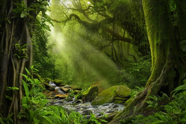 Deep tropical jungles of Southeast Asia in august