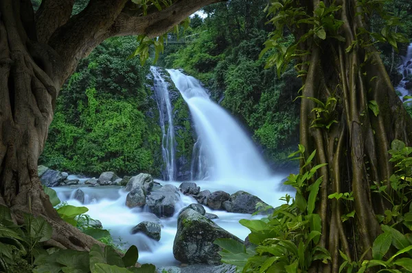 Hluboko tropických džunglích jihovýchodní Asie v srpnu — Stock fotografie
