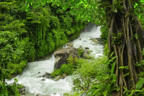 Selvas tropicais profundas do Sudeste Asiático em agosto — Fotografia de Stock