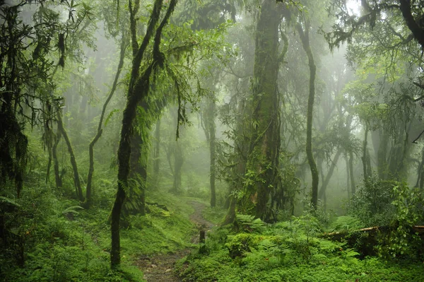 Глубокие тропические джунгли Юго-Восточной Азии в августе — стоковое фото