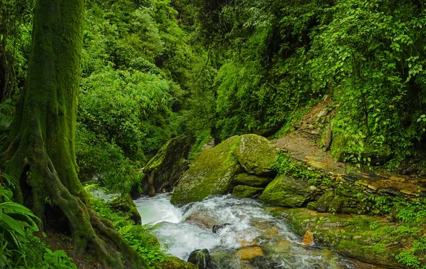 Selva profunda en el sudeste asiático — Foto de Stock