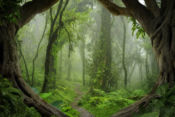 Deep jungle in Southeast Asia — Stock Photo, Image