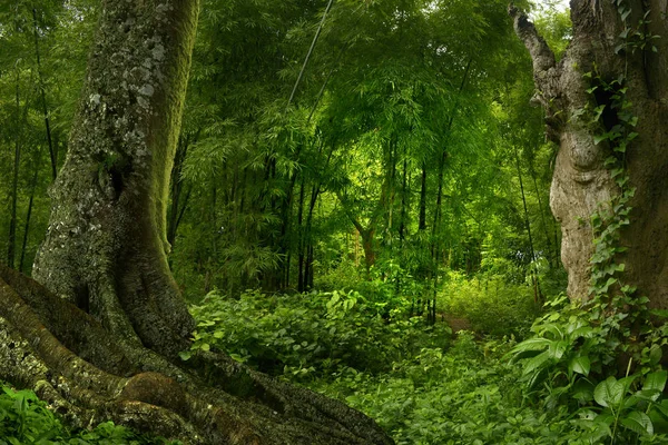Hluboké džungli v jihovýchodní Asii — Stock fotografie