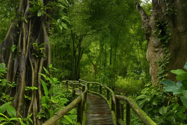 Selva profunda en el sudeste asiático —  Fotos de Stock