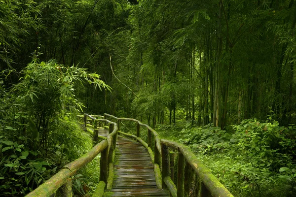 Floresta profunda no Sudeste Asiático — Fotografia de Stock