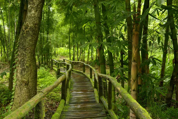 Deep jungle in Southeast Asia — Stock Photo, Image