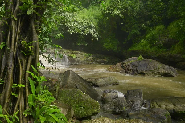 Selva profunda en el sudeste asiático — Foto de Stock