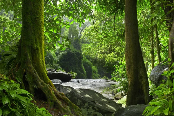 Floresta profunda no Sudeste Asiático — Fotografia de Stock