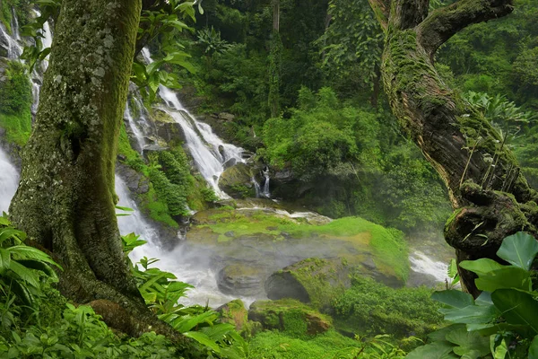 Selva profunda en el sudeste asiático — Foto de Stock