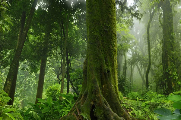 Djupa djungeln i Sydostasien — Stockfoto