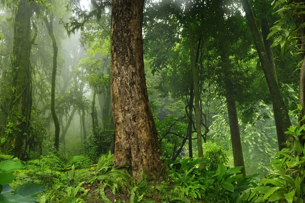 Deep jungle in Southeast Asia — Stock Photo, Image