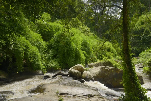 Deep jungle in Southeast Asia