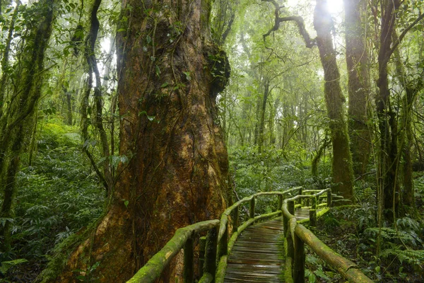 Diepe oerwoud in Zuidoost-Azië — Stockfoto
