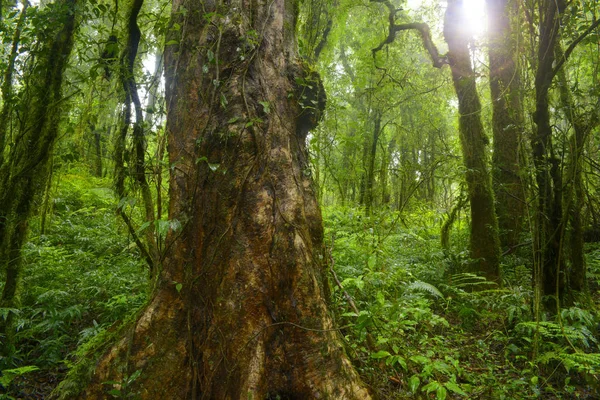 Floresta profunda no Sudeste Asiático — Fotografia de Stock