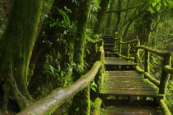 Deep jungle in Southeast Asia
