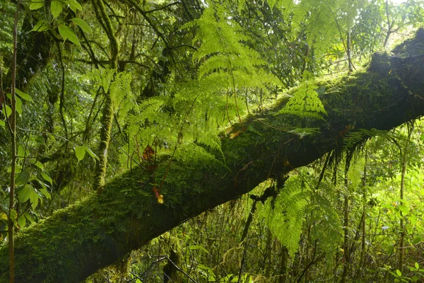 Jungle profonde en Asie du Sud-Est — Photo