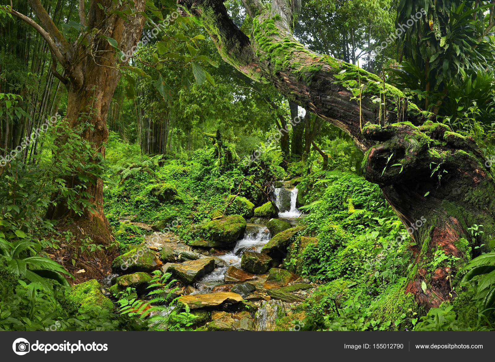 Fotografia Asian rainforest jungle - em