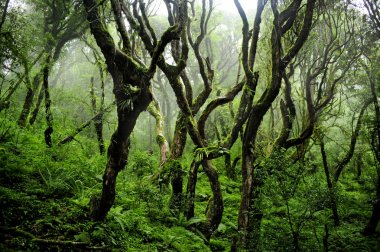 Güneydoğu Asya'nın derin orman