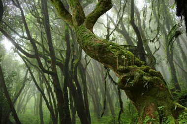 Güneydoğu Asya'nın derin orman