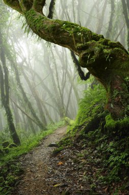 Güneydoğu Asya'nın derin orman